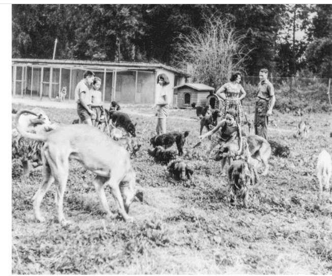 Tierheim Forellenbach