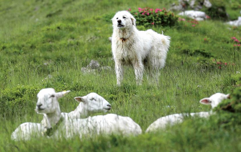 Schweizer Tierschutz STS